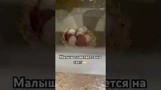 Птенец вылупляется 🐣