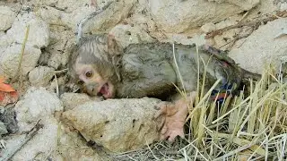 Oh My God, Baby Crying Super Loudly Cos His Body So Dirty, So Pity Baby Monkey