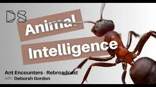 Ant Encounters