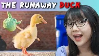 THE STORY OF A DUCK WHO RUN AWAY BECAUSE OF BULLYING!! SO SAD