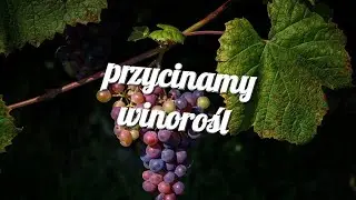 przycinamy winorośl