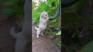 Огородный вредитель