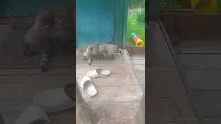 Любофь
