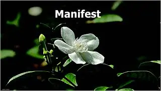 zmeu ninja - manifest !