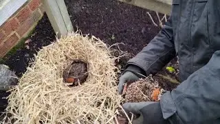 Moving A Hibernating Hedgehog As A Last Resort