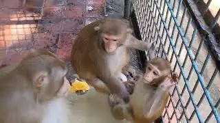 Detective BiBi helps dad take care | BiBi monkey plays friendly with Mom & Dad | Animal Life Facts