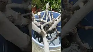 Higueras esquejes para bonsai #bonsai #bonsaiparaprincipiantes #bonsaitree #plantas