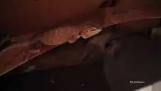 How Bearded Dragons Sleep