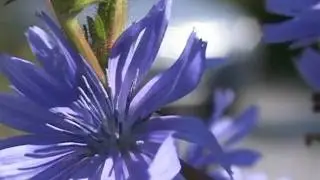 Bach Flower Remedies - Chicory