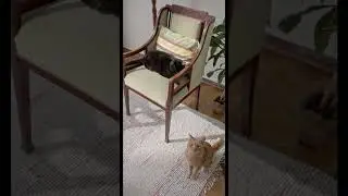 А вы знали, что Кошка распознает голос своего владельца? Это весьма интересно! #shorts