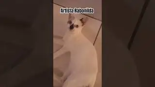 Rabonilda #animals