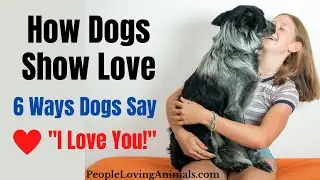 How Dogs Show Love | 6 Ways Dogs Say 