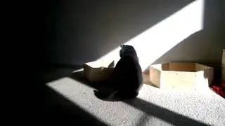 Царь коробки