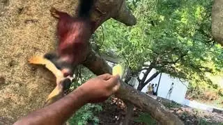 అతి పెద్ద అడవి ఉడత | forest squirrel
