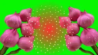 flowers green screen effects.rose green screen effects,green screen flowers