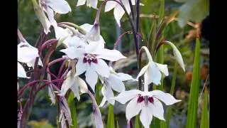 АЦИДАНТЕРА  /ACIDANTHERA( растения/plants)( HD slide show)!