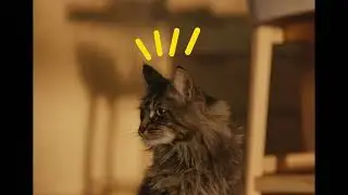 AdTab_CRO_CAT_VIDEO_11s - PM-HR-23-0086 YT