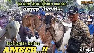TERUPDATE HARI INI‼️HARGA KAMBING JANTAN DAN BETINA DI  PASAR DAMPIT  DI TGL 18 NOV 2024
