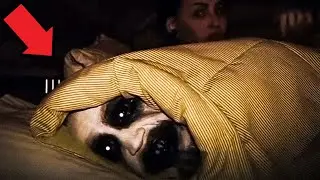 DĚSIVÁ VIDEA, KTERÉ BY NEMĚL NIKDO VIDĚT!