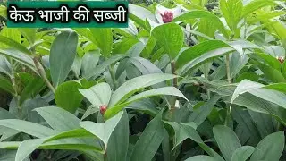 केऊ भाजी की सब्जी🤔 l keu bhaji recipe l keu bhaji ki sabji l बनाना बहुत ही आसान l healthy recipe
