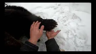 Лечим пятки медведю Мансуру