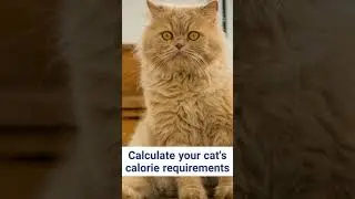 How to Prevent Cat Obesity 2 #shorts