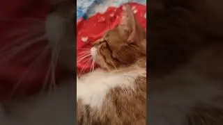 КОТ ТИША