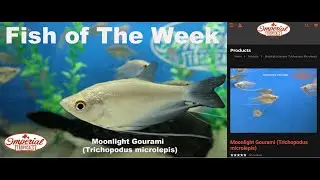 Moonlight Gourami (Trichopodus microlepis)🐟❤️ 
