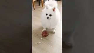 What did Nico eat? 