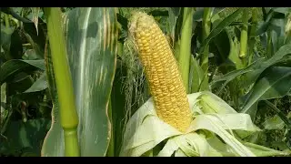 Changes in Antioxidant Capacities and Antioxidant Enzyme Activities during Drought Stress