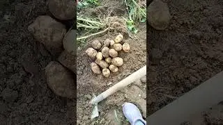 Картошка. Урожай хороший!