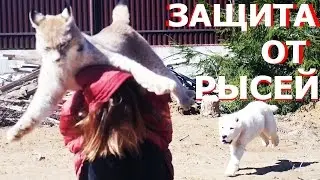 БОРЬБА С ПРЫЖКАМИ БОЛЬШИХ КОШЕК НА СПИНУ. Темпы роста кота Мейн-куна, кормление рыси Мартина