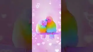 Love birds | Cute ❤️ #cute #lovebirds