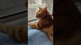 кот АЛЕКС ❤❤ отдых под звуки дождя ❤