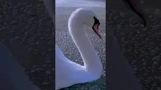 Само совершенство!
