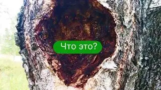 ✔Поход🚶 в лес🌳 – чага🧉, костяника🍒, грибы🍄, калина…Часть 1.✔