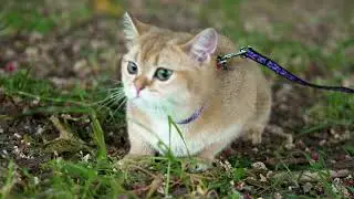 A wonderful kitty. Real shooting with Sony FX30 & Sigma 18-35mm F/1.8 lens. AF