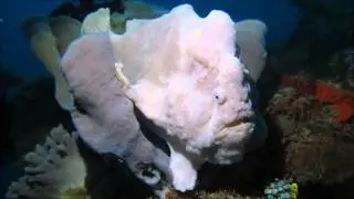 Critters of Samal's Islands - January 2015