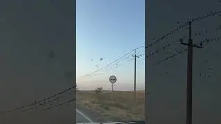 Стая птичек облюбовалась близ села Пташкино)