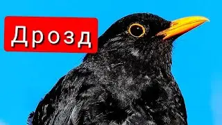 Чёрный дрозд птица в Алтайском крае, Барнаул 