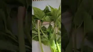 На салат лучше взять молодую сныть...❤️👍😘🤗