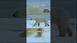 Ukuran dan Keunikan Beruang Kutub q