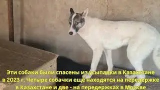 Спасённым из усыпалки Казахстана нужна помощь на корм и пeрeдeржку! #накормисобаку #собакавдом #dog