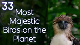 33 Most Beautfil Birds on Earth