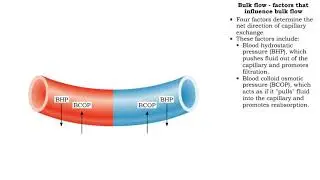 Bulk flow - factors that influence bulk flow