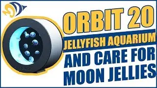How to Set Up an Orbit 20 Jellyfish Aquarium and Care for Moon Jellies