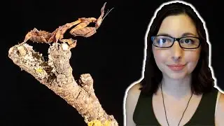 GHOST MANTIS Care Guide | Praying Mantis Basics