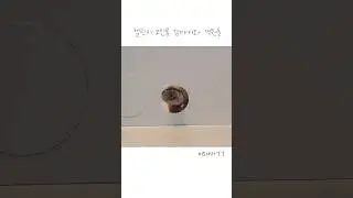 챌린지 고인물 강아지와 객원들 1탄🐻