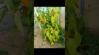 КОНЕЦ СЕЗОНА