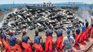 Amazing Fast Fishing Skills, Catching Big Fish In The Sea !!!